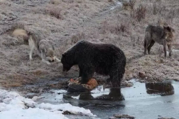 After death of 19-year-old hiker, Romania to kill nearly 500 bears