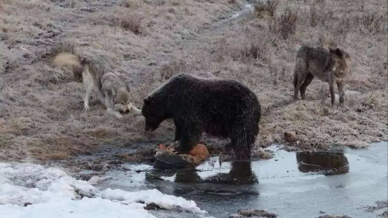 After death of 19-year-old hiker, Romania to kill nearly 500 bears