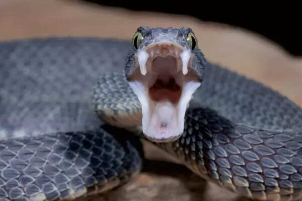 Breakthrough: Common blood thinner can be affordable antidote for cobra venom