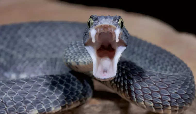 Breakthrough: Common blood thinner can be affordable antidote for cobra venom Breakthrough: Common blood thinner can be affordable antidote for cobra venom