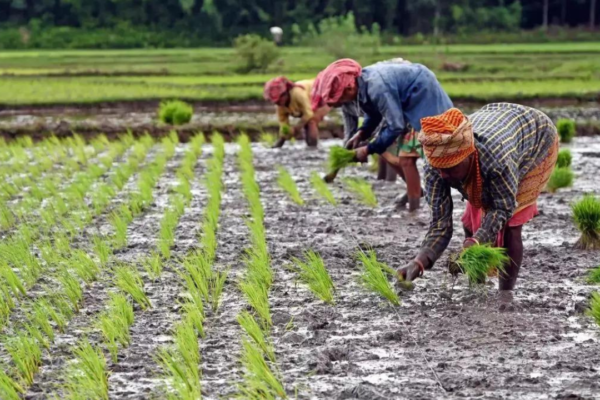 ‘Directionless and disappointing’: Farm leaders slam Union Budget, call for MSP guarantee, loan waivers