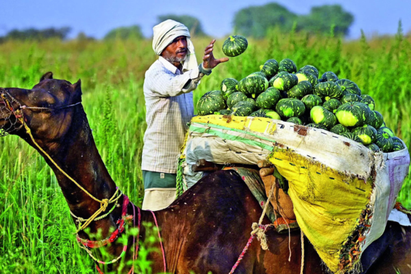 Fertiliser subsidy is queering the pitch for agricultural sector’s growth Fertiliser subsidy is queering the pitch for agricultural sector’s growth