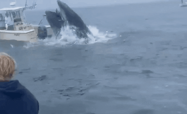 Watch: ‘Pissed off’ whales topple boat, fishermen into sea in US
