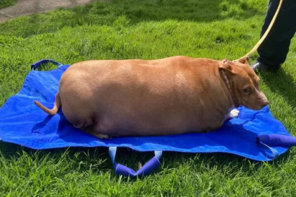Woman sentenced two months jail for overfeeding pet dog Nuggi to death