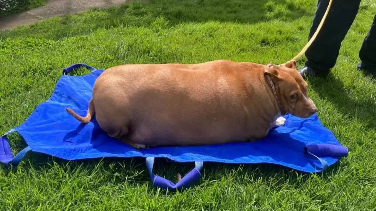Woman sentenced two months jail for overfeeding pet dog Nuggi to death Woman sentenced two months jail for overfeeding pet dog Nuggi to death