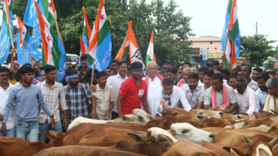 Chhattisgarh Congress takes stray cattle to government offices in protest | Raipur News
