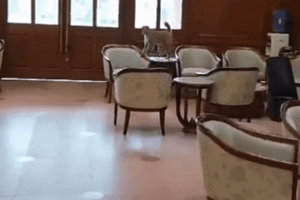 Congress shares video of monkey in Parliament to target Centre after water leakage row | India News