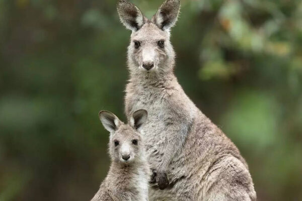 Exploring Kangaroos: Unique traits, behaviours, and adaptations and more |