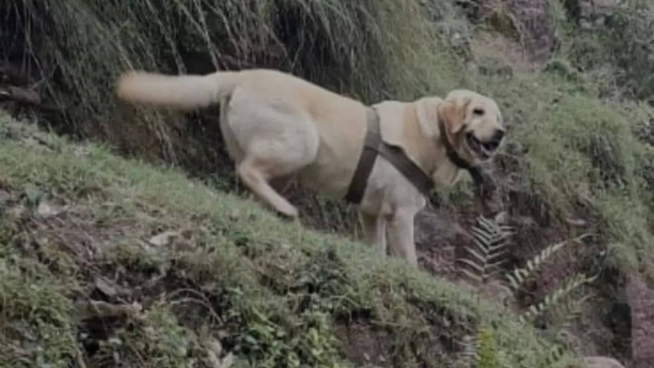 Army dog ‘Kent’ gets posthumously honoured for gallantry | India News Army dog ‘Kent’ gets posthumously honoured for gallantry | India News