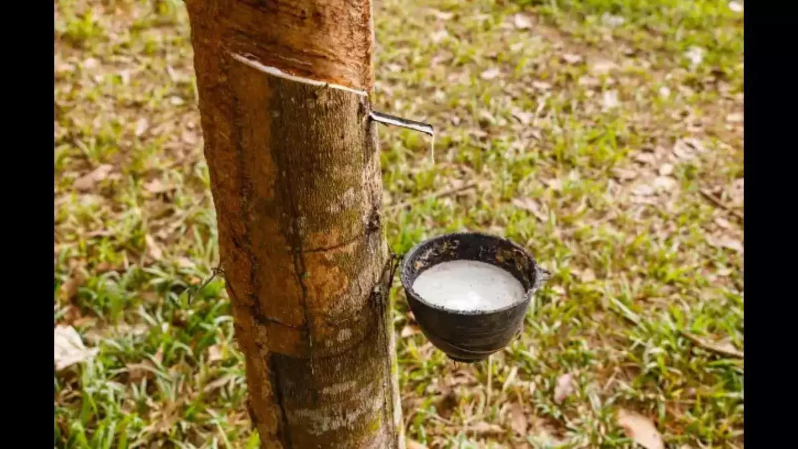 Rubber price jumps amid shortage Rubber price jumps amid shortage