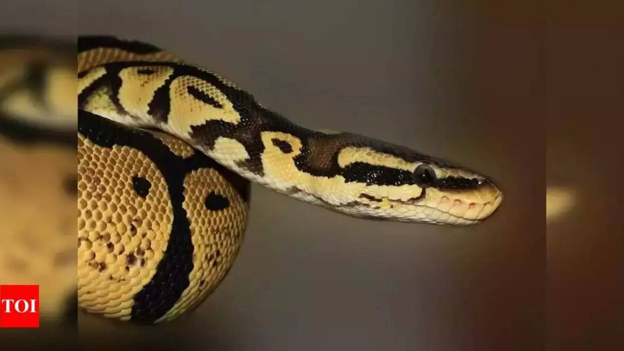 Details about the gigantic Python: Characteristics, diet, mating habits and more | Details about the gigantic Python: Characteristics, diet, mating habits and more |