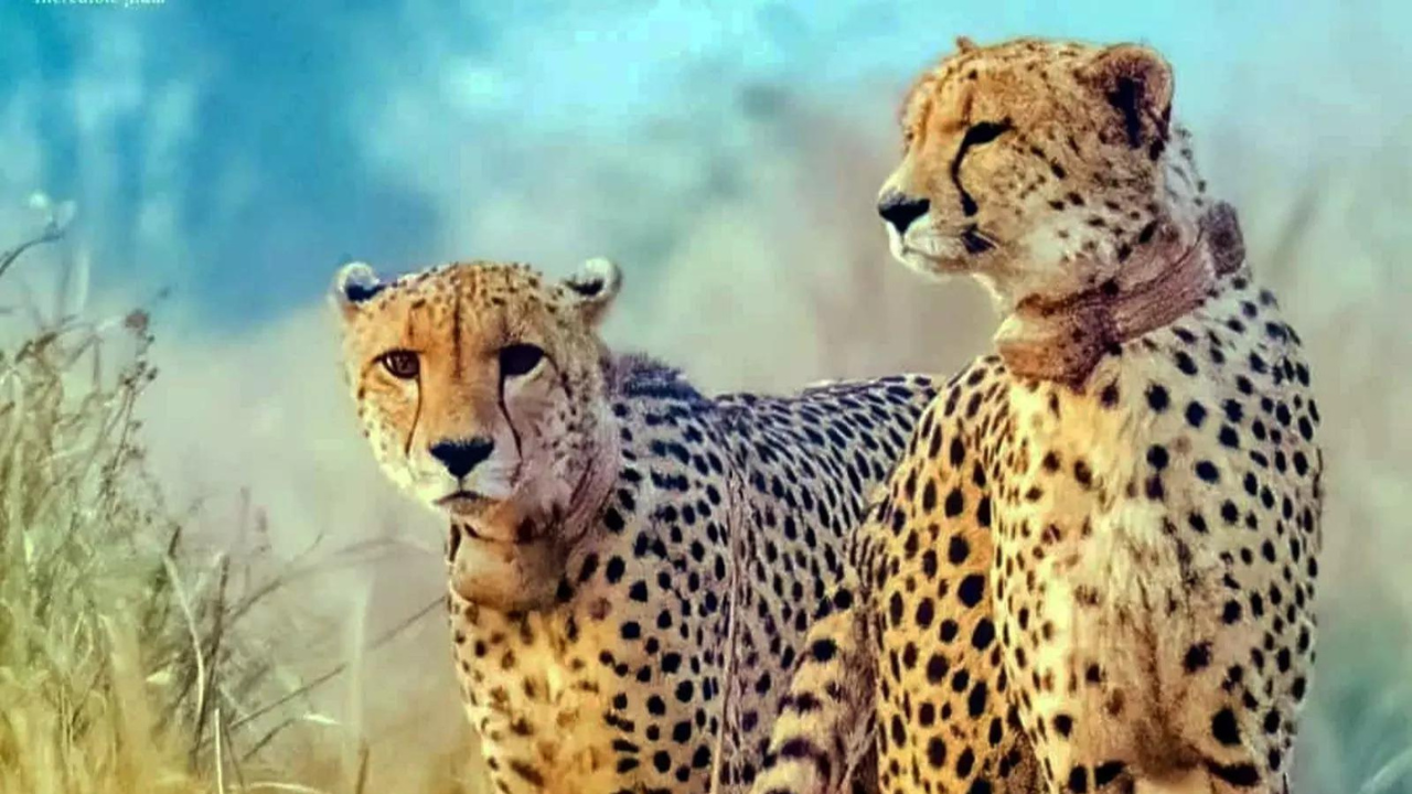 Madhya Pradesh government again rejects RTI plea on cheetahs citing ‘national security’ | India News Madhya Pradesh government again rejects RTI plea on cheetahs citing ‘national security’ | India News