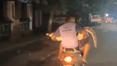 Watch: Crocodile out for a ride on a two-wheeler! | Vadodara News Watch: Crocodile out for a ride on a two-wheeler! | Vadodara News