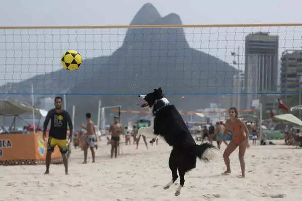 Meet Floki: This Brazilian dog is a star footvolley player