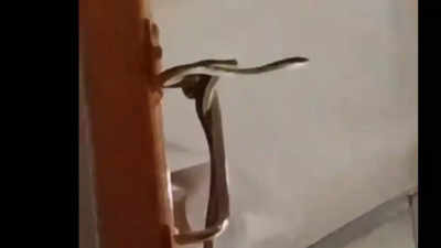 Watch: Snake spotted in Garib Rath express AC coach | India News