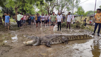 Vadodara floods helped eight crocodiles flee zoo in August | India News