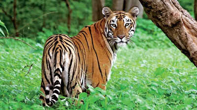 Nine Schools in Uttarakhand Close for Two Days Following Tiger Attack Near Village School Nine Schools in Uttarakhand Close for Two Days Following Tiger Attack Near Village School