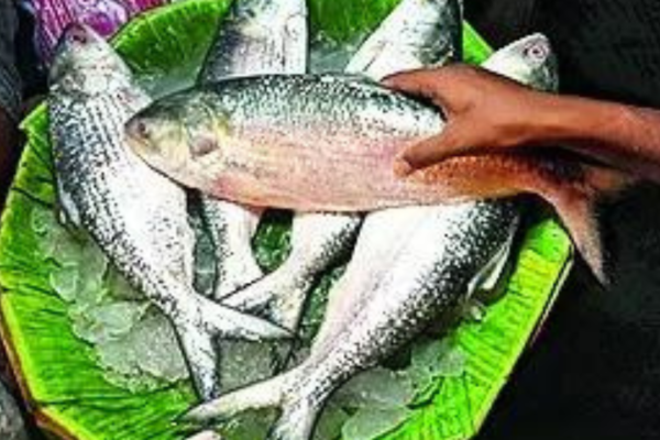 No ‘Padmar ilish’ in Kolkata this Puja as Bangladesh stops Hasina’s ‘hilsa diplomacy’