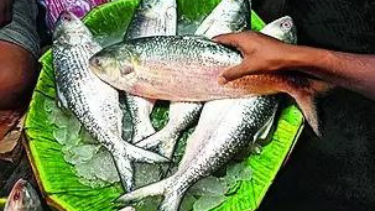No ‘Padmar ilish’ in Kolkata this Puja as Bangladesh stops Hasina’s ‘hilsa diplomacy’ No ‘Padmar ilish’ in Kolkata this Puja as Bangladesh stops Hasina’s ‘hilsa diplomacy’