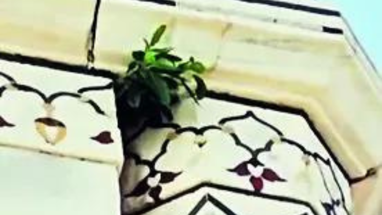 Plant sprouting from Taj’s dome sparks worries over upkeep | India News Plant sprouting from Taj’s dome sparks worries over upkeep | India News