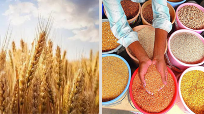 Centre approves MSP for 6 Rabi crops for marketing season 2025-26; wheat now Rs 2,425 per quintal Centre approves MSP for 6 Rabi crops for marketing season 2025-26; wheat now Rs 2,425 per quintal