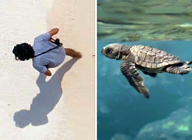 Tiger Baby and Emaho Films partner with Oscar-Winning studio for Taira Malaney’s documentary Turtle Walker : Bollywood News Tiger Baby and Emaho Films partner with Oscar-Winning studio for Taira Malaney’s documentary Turtle Walker : Bollywood News