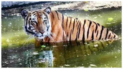 A day after it mauled man, tiger killed by Rajasthan villagers | India News